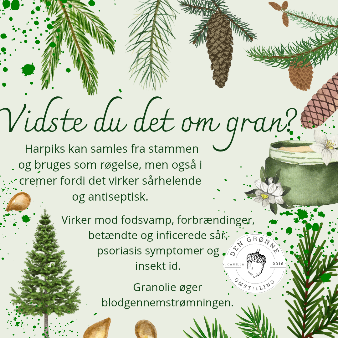 Vidste du det om gran?